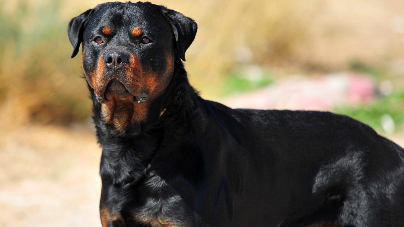 big dog breeds with pictures